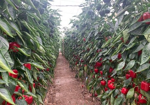 Argenta Seeds muestra en unas jornadas su pimiento California rojo Torrente F1