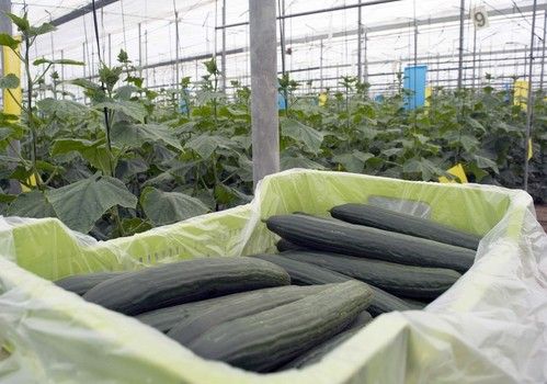 El pepino y el calabacín, cara y cruz en precios esta semana