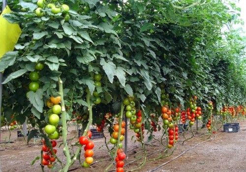 Agricultura forma a más de 500 profesionales para la tramitación de la Solicitud Única de las ayudas de la PAC