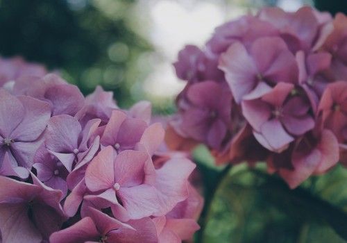 El mercado comunitario absorbió el 80% de las ventas españolas de flor y planta
