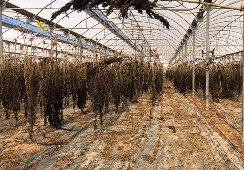 La Guardia Civil interviene 6000 plantas de cannabis y 220 kgs de cogollos en una plantación de cañamo