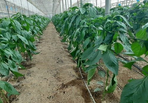 NEMGUARD® SC – nematicida registrado de origen vegetal autorizado para agricultura ecológica