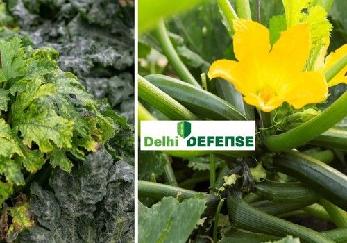 Rijk Zwaan presenta a nivel mundial un calabacín con resistencia a Nueva Delhi