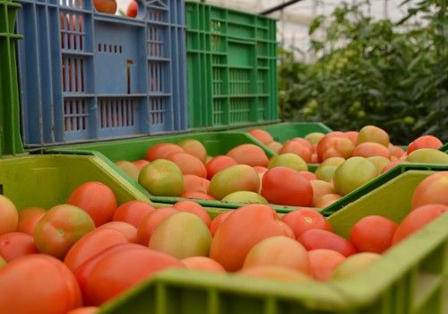 Tomate y calabacín mejoran su precio en la semana 11 del año