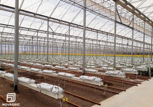 Looije SL aumenta su producción de cherry en el año más difícil