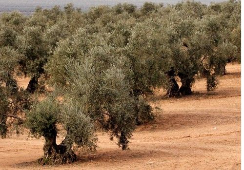 Agricultura dispone de una APP para controlar y vigilar los vectores que pueden transmitir la xylella fastidiosa