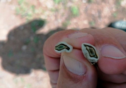 Una helada atípica e inoportuna provoca graves daños en los almendros de Jaén, Granada y Almería