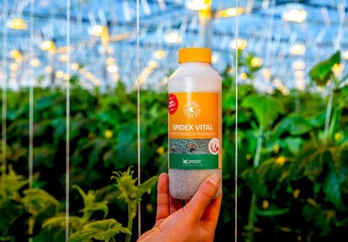 Koppert ofrece con Spidex Vital® el primer Phytoseiulus que no se cría con araña roja