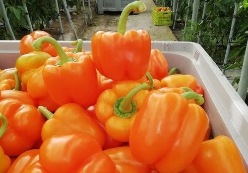 Ramiro Arnedo refuerza su posicionamiento  con importantes novedades en hortícolas