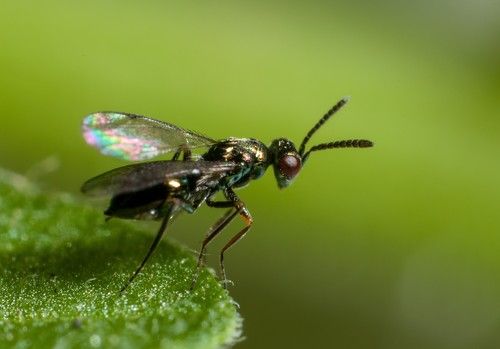 Digline, un parasitoide de minador de las hojas muy indicado en los cultivos de primavera