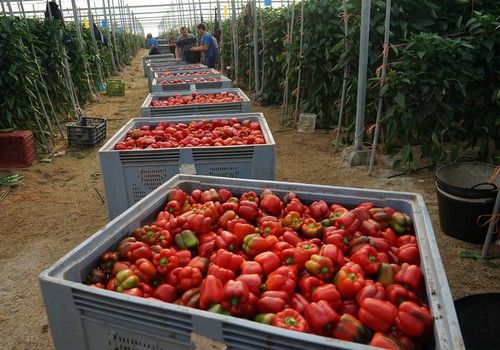 Pimientos de Rijk Zwaan, clara vocación en temprano