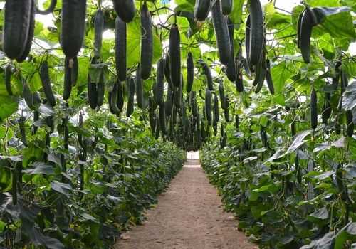 blueleaf echa el cierre  al CGMMV en todos los ciclos