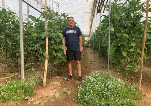 El sírfido Eupeodes-System mejora el control de pulgones en cultivos ecológicos