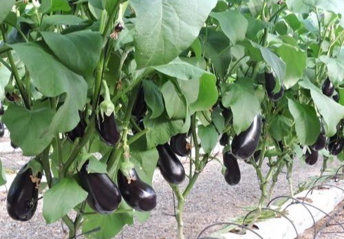 Semana negra de precios en calabacín, pepino y berenjena con descensos de cotización en todas las hortalizas