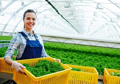 BASF y AgBiome trabajan conjuntamente para lanzar un nuevo fungicida biológico