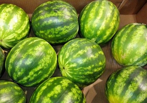 La sandía comienza la campaña con precios un 2 por ciento por debajo de la media de las tres últimas