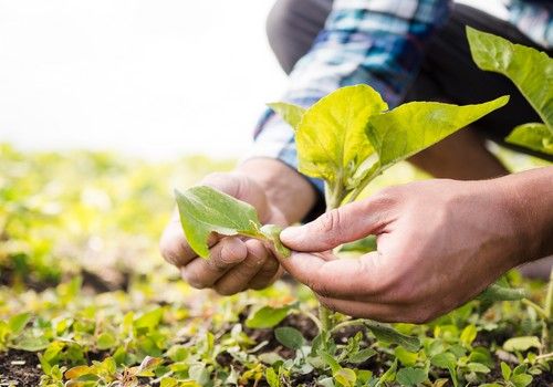 La propiedad intelectual en plantas y semillas, factor clave de la competitividad agraria