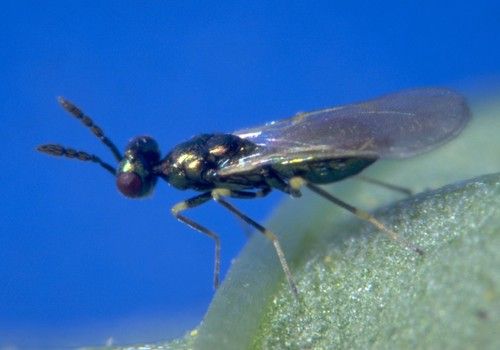 Koppert recomienda control biológico preventivo para frenar el incremento de la plaga del minador