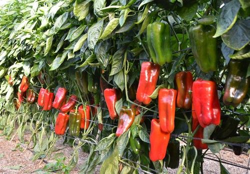 El Gobierno publica la orden de módulos del IRPF 2020 que deja fuera al sector hortofrutícola almeriense