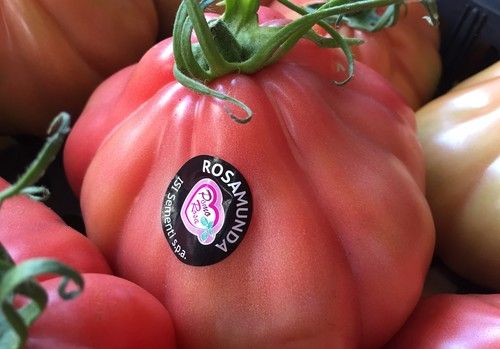 Pomo Rosa®, la pasión  rosa de ISI Sementi
