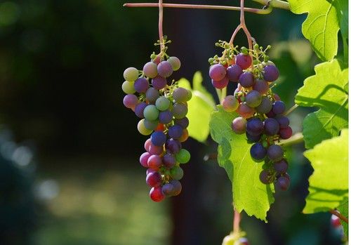 El Ministerio de Agricultura, Pesca y Alimentación convoca los Premios de Excelencia a la Innovación para Mujeres Rurales
