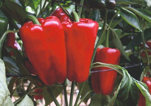 Meridiem Seeds propone Esopo, lamuyo de  un rojo intenso y calidad de principio a fin