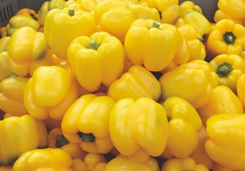 Meridiem Seeds reina en el segmento temprano con el California amarillo Coronado