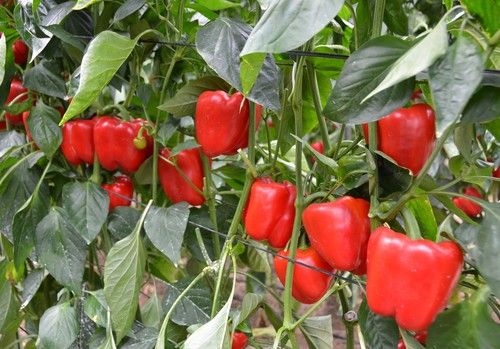 Syngenta brinda un catálogo diverso en California, con variedades más resistentes y frutos de calidad