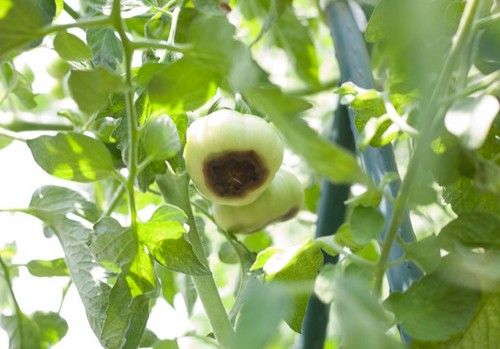 HaifaStim™ Bioestimulantes, la pieza que completa el enfoque Plant 360º de Haifa