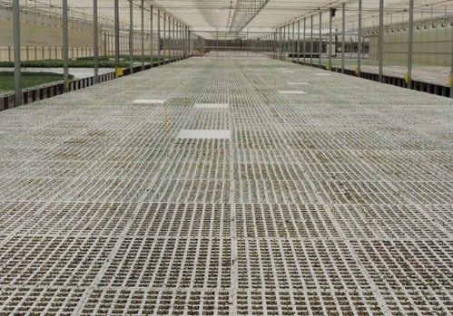 El semillero de Campoejido, listo para cumplir con el agricultor de pimiento