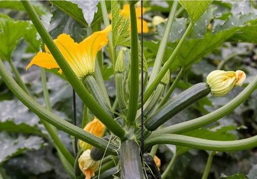 ASAJA denuncia la crítica situación del calabacín tras más de un mes pagándose a 11 céntimos