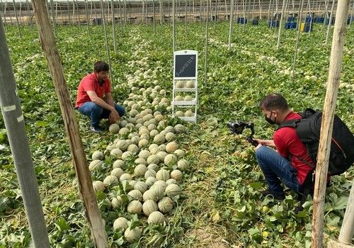 Seminis presenta Rochester y Sugarkech, las novedades en melón amarillo y cantaloup de esta campaña