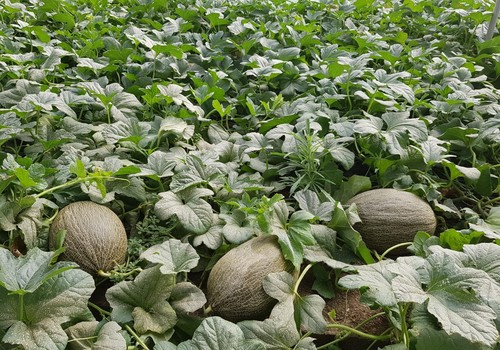 Graciano llega al catálogo de melón piel de sapo de Syngenta ofreciendo precocidad y resistencias