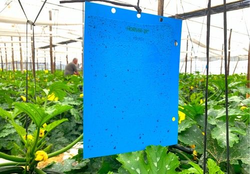 Las placas adhesivas Horiver® capturan un 400% más de Trips