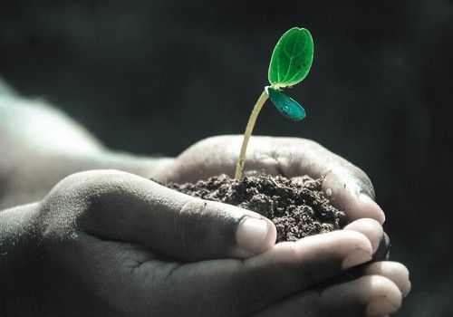 La mejora vegetal es el aliado fundamental para la agricultura sostenible, según un nuevo estudio