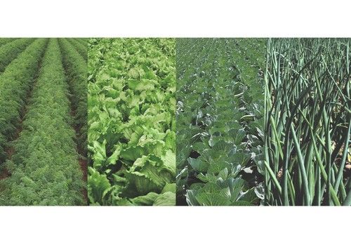 Corteva Agriscience y Bejo firman un acuerdo de investigación para la edición de genomas con fines agrícolas