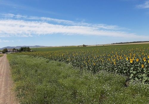 Syngenta se marca el objetivo de mejorar la biodiversidad y la salud del suelo en tres millones de hectáreas de tierras de cultivo