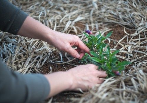 La inscripción para participar en los Premios de Excelencia a la Innovación para Mujeres Rurales continúa abierta hasta el próximo 4 de junio