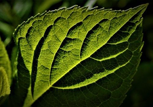 Las plantas de cultivo pueden adaptarse a crecer en condiciones de sombra