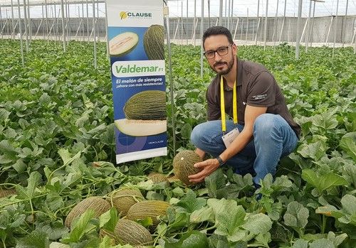 Valdemar, el piel de sapo con más resistencias y precocidad de HM.CLAUSE