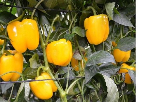 ENESA y Agroseguro firman el Convenio para la ejecución de los planes de seguros agrarios combinados en 2021