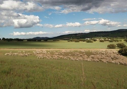 ASAJA lamenta la falta de voluntad política para cerrar un acuerdo satisfactorio sobre la PAC