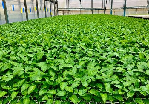 Semilleros Laimund amplía su cámara de prendimiento al emprender una nueva línea de trabajo en injerto de pimiento