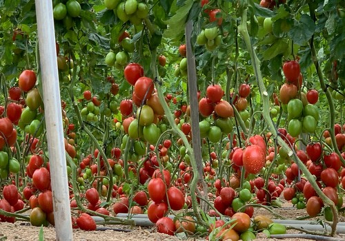 Los tomates de ISI Sementi cubren todas las necesidades de cultivo de Almería