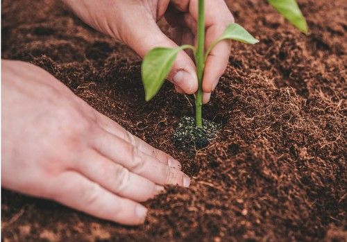 Las primeras dos semanas de plantación son la clave del éxito de cualquier cultivo