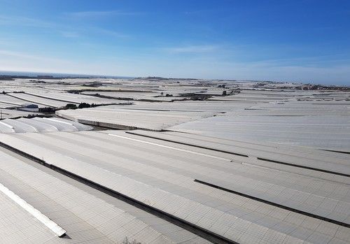 Los Cursos de Verano de la UAL analizarán la trayectoria de la mejora genética de hortícolas a través del ‘modelo Almería'