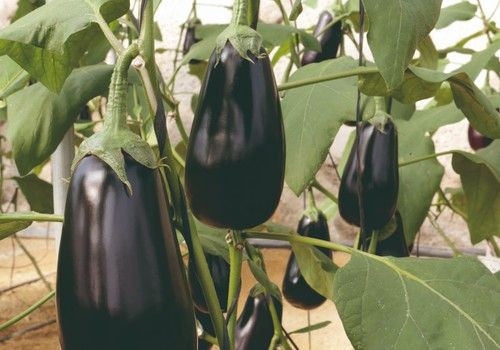 Meridiem Seeds logra con Olimpia una berenjena siempre negra y muy productiva de principio a fin