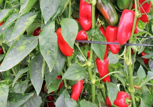 Unigen Seeds Spain pone en el mercado nuevas variedades más resistentes