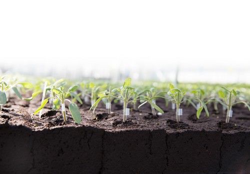 ‘Portas’ RZ, comienza con buen pie cualquier cultivo de tomate