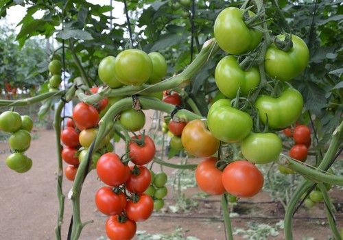 Tomates RZ, la mejor opción para todos los ciclos y tipologías